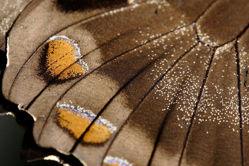 Хитиновые чешуйки бабочек