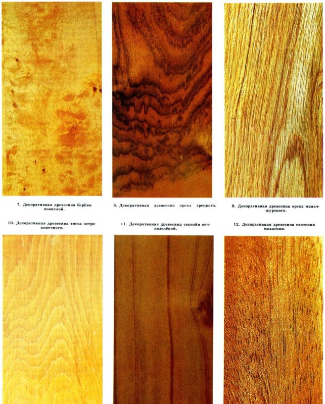 Породы древесины