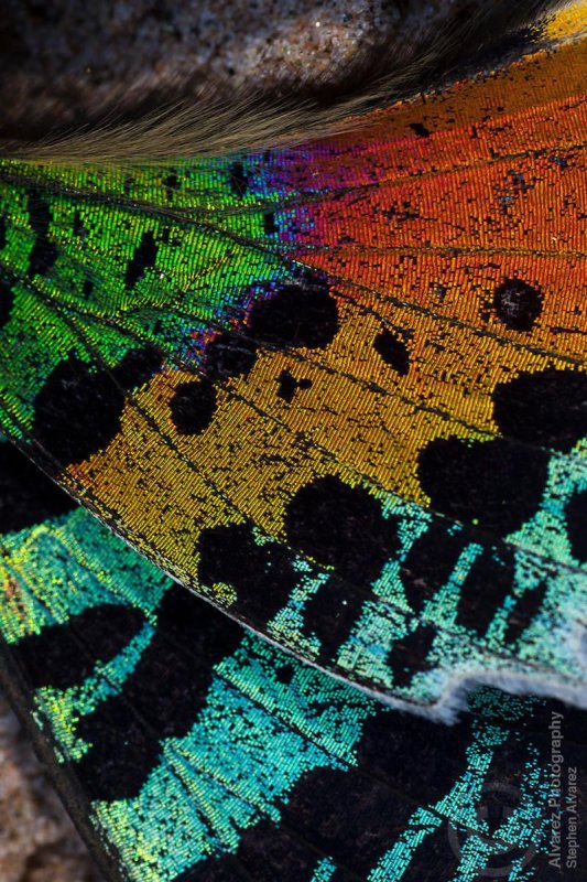 Крылья бабочки