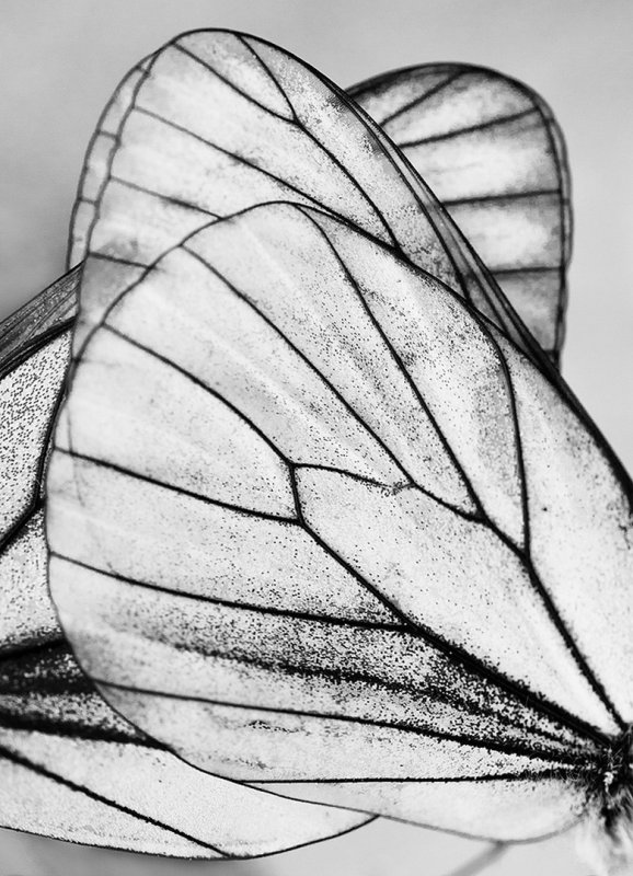 Фактура крыла бабочки