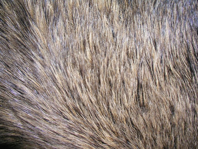 Текстура шерсти собаки