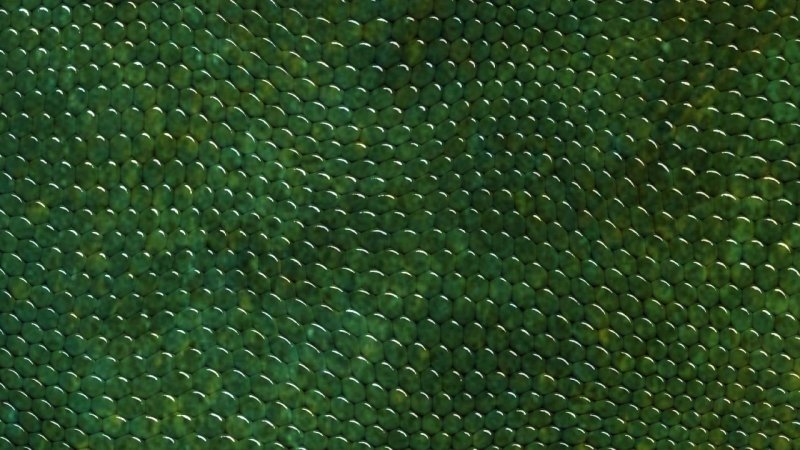 Змеиная кожа Альфа