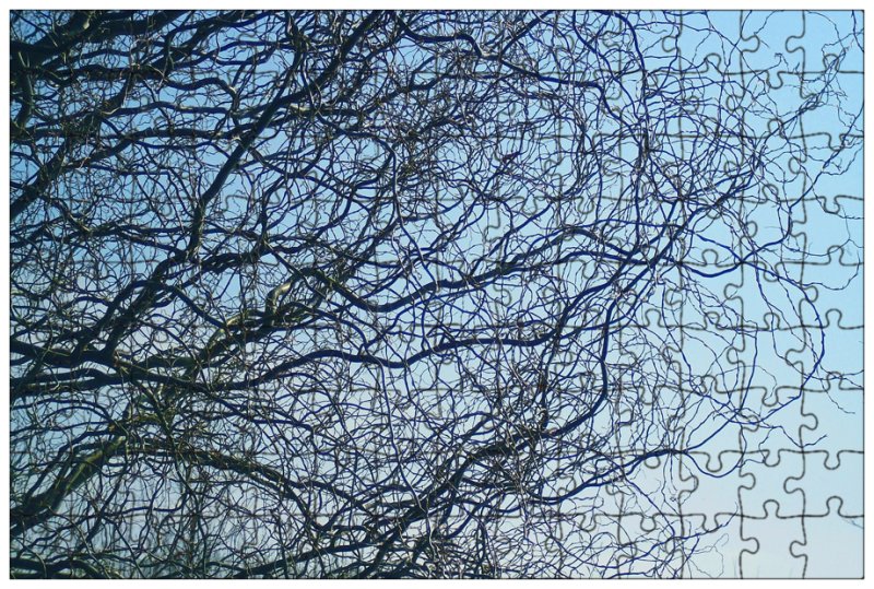 Ветви деревьев