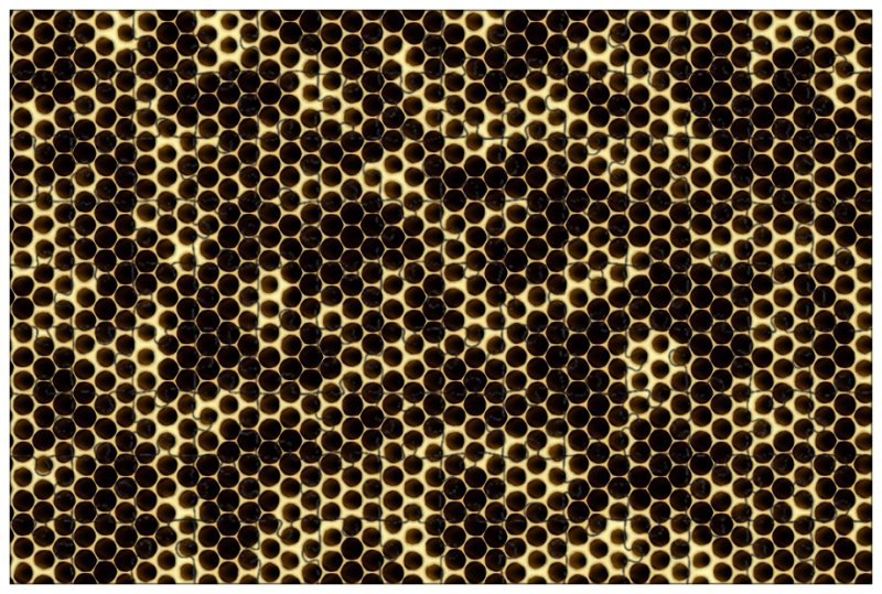 Соты пчелиные