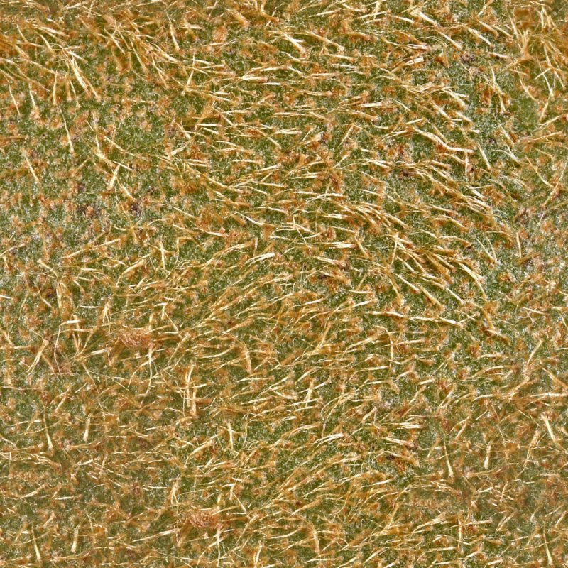 Киви текстура кожуры