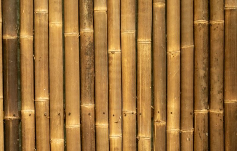 Тростниковый бамбук