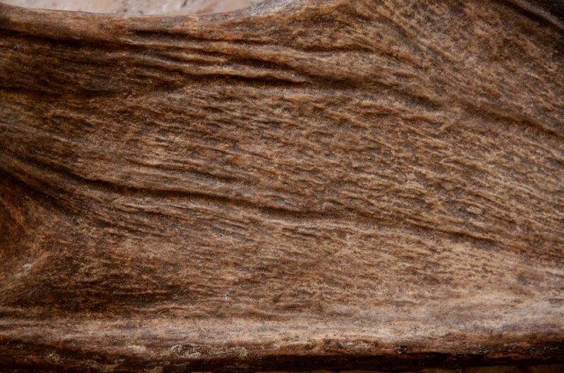 Текстура рога