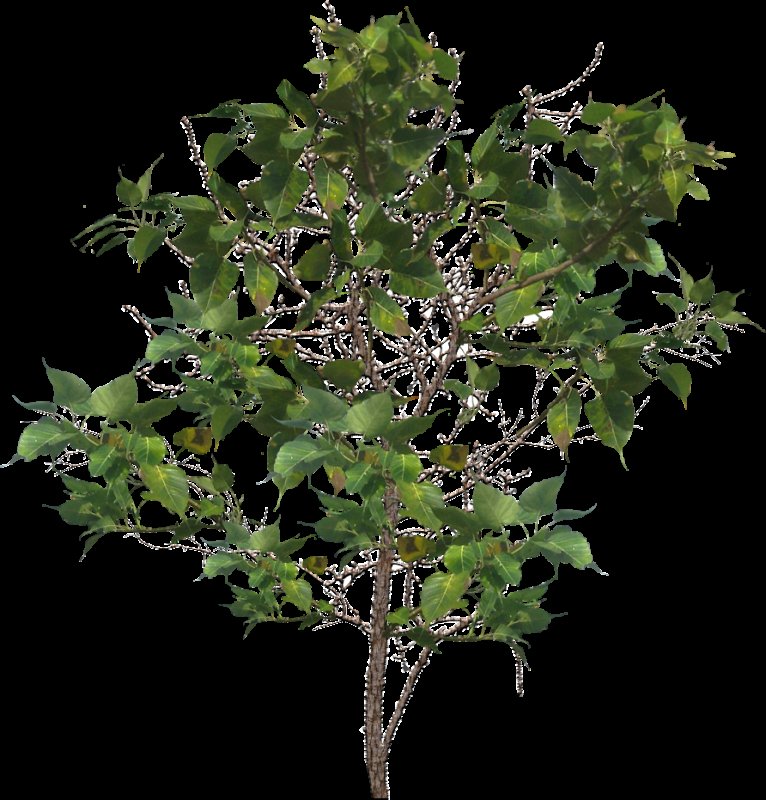 Дерево без фона