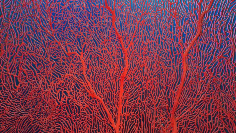 Красивые кораллы