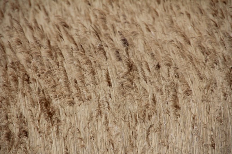 Тростник текстура