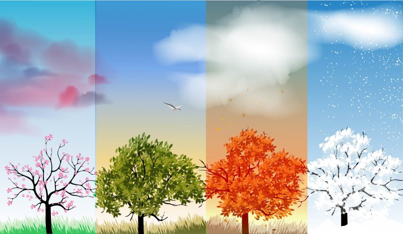 Дерево летом и осенью