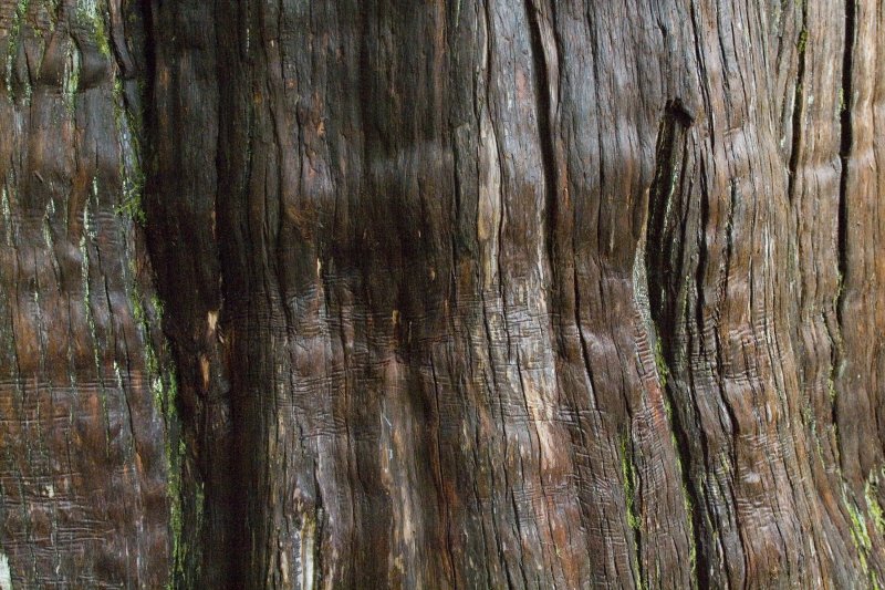 Алтайский кедр текстура