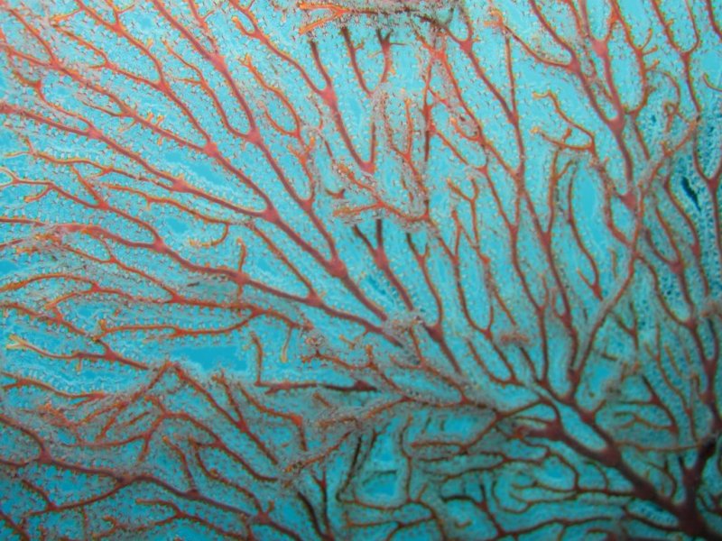 Кораллы фактура