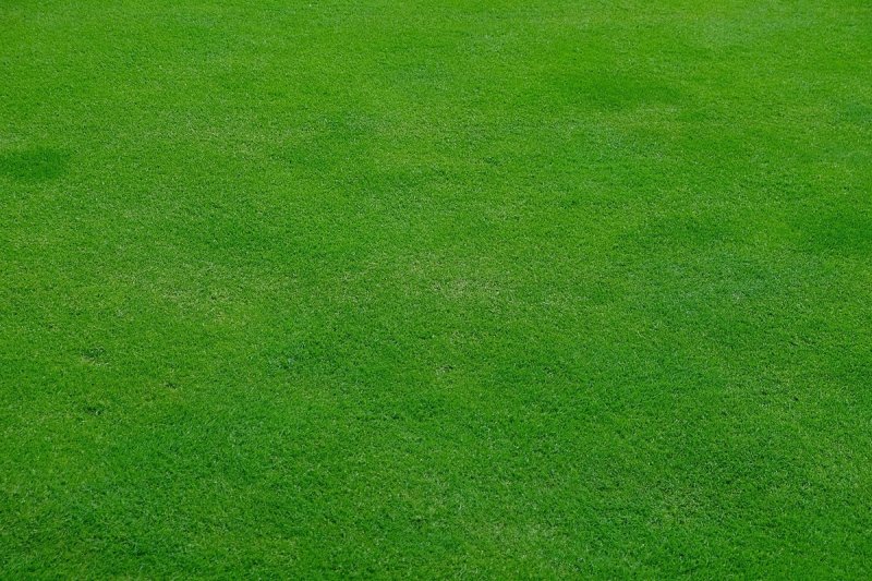 Grass texture 4к