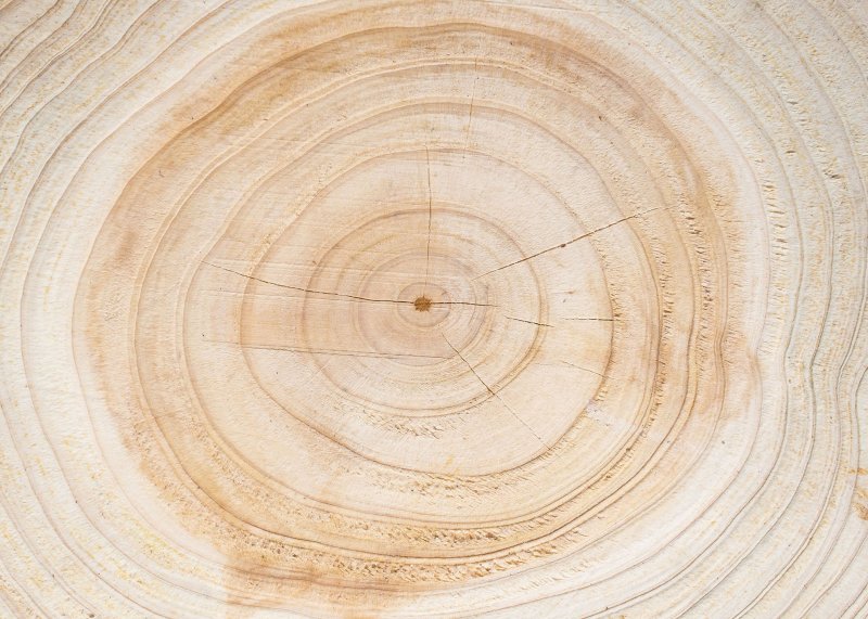 Спил березы круглый