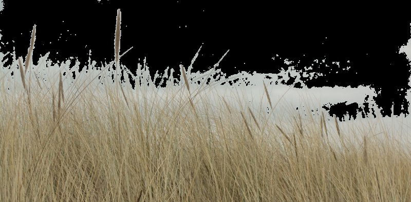 Сухой камыш