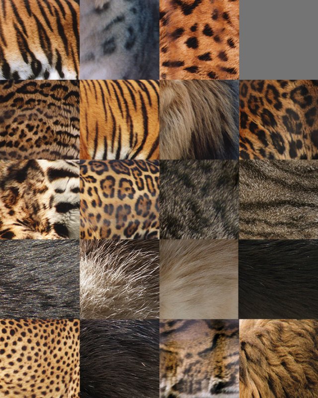 Тигр леопард гепард Ягуар