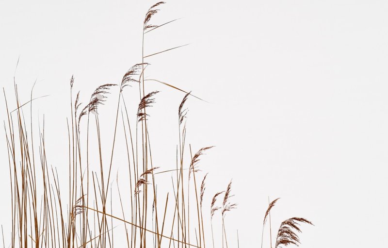 Травинка на белом фоне