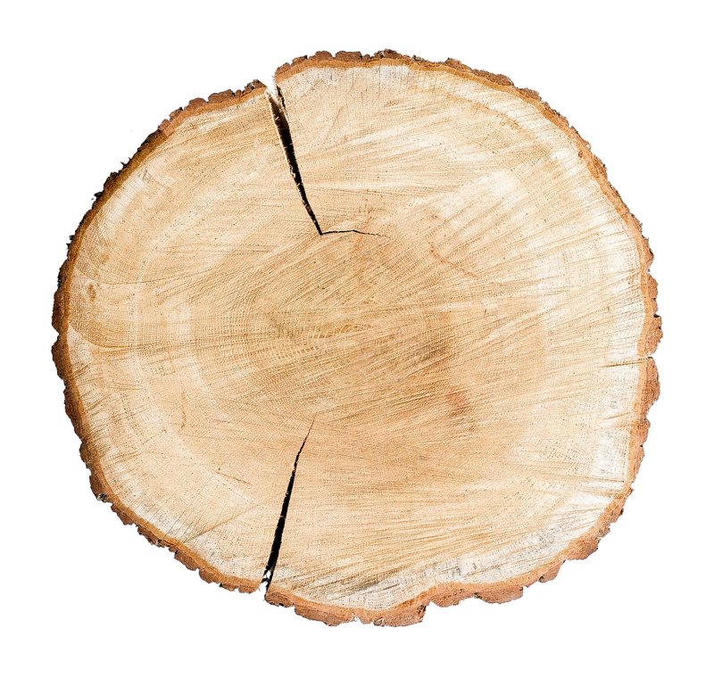 Спил дерева сосна