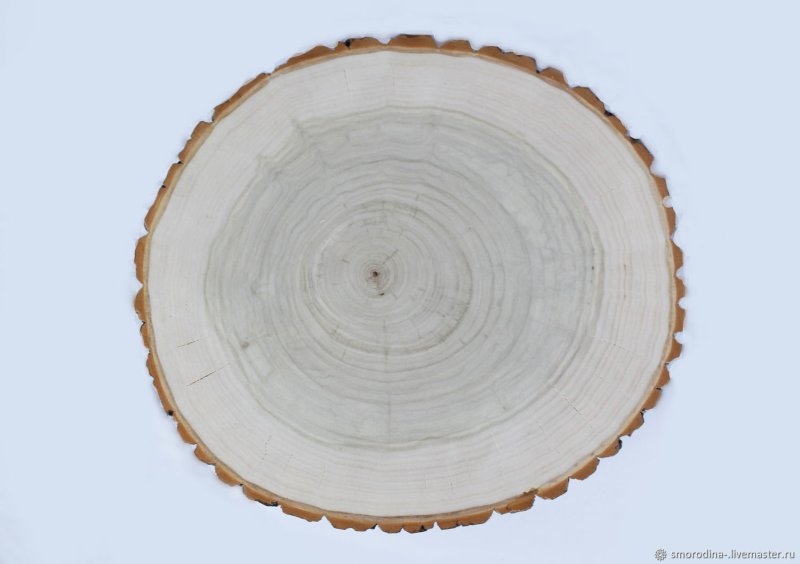 Осина поперечный спил