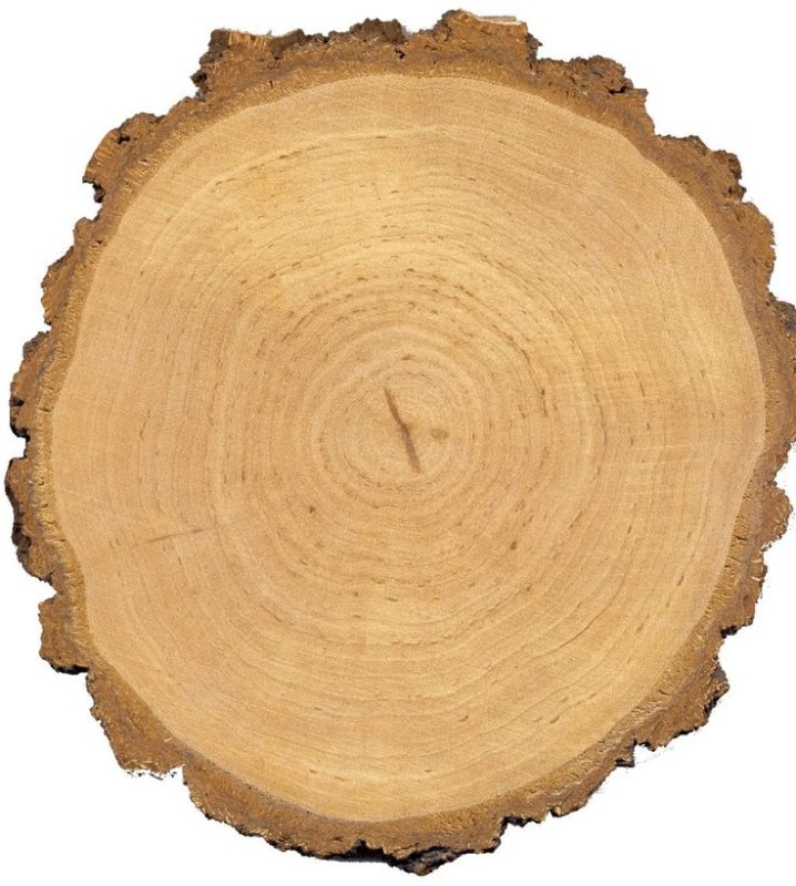 Круглый срез дерева