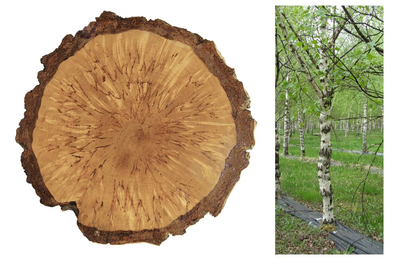 Заповедник Кивач карельская береза