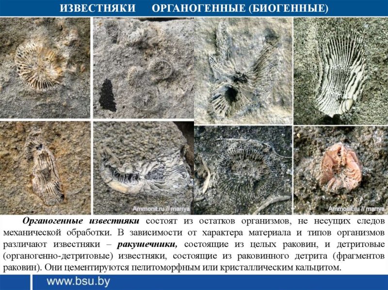 Органогенно-детритовые известняки