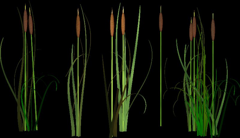 Осока тростник камыш рогоз