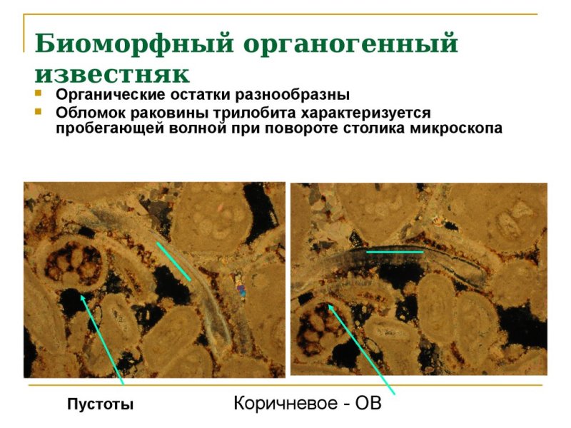 Известняк структура и текстура