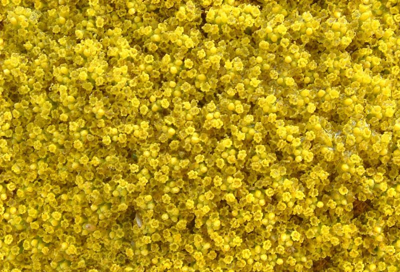 Фактура цветы