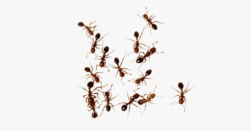 Муравей на прозрачном фоне