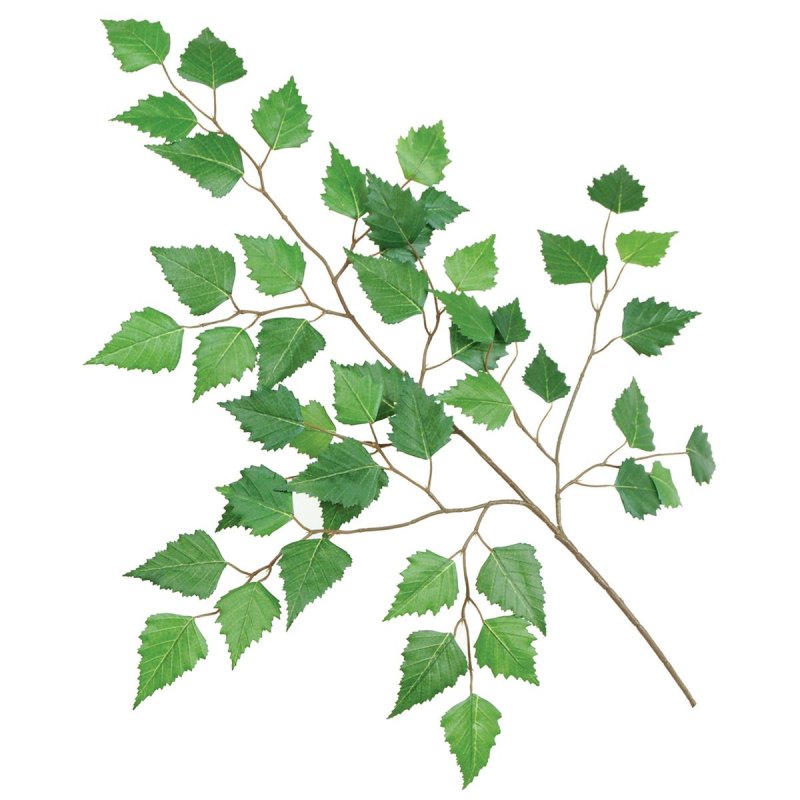 Ветки береза