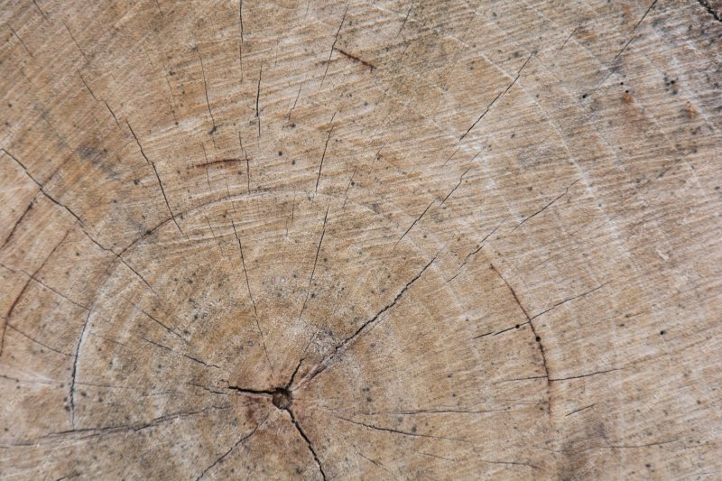 Текстура пня