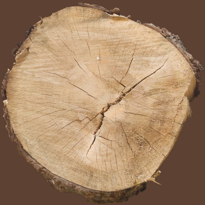 Торец бревна текстура