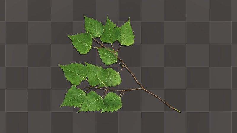 Ветка березы 3d модель