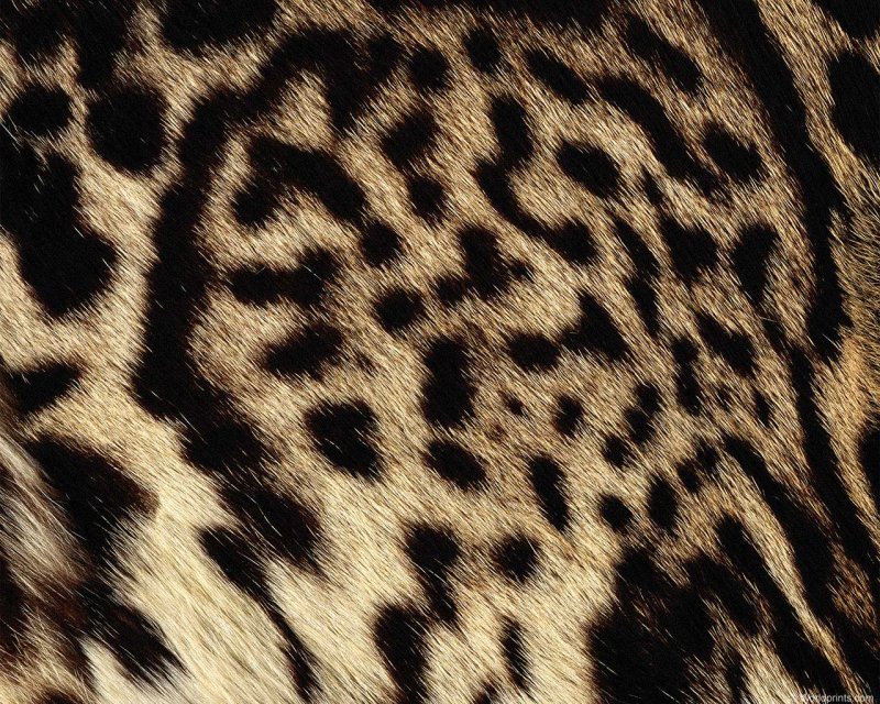 Леопардовый фон