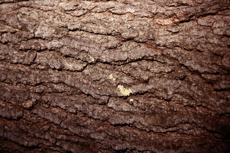 Бороздчатая кора