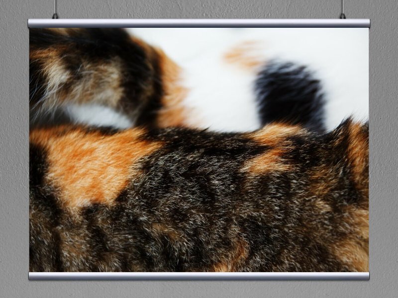 Шерсть кота