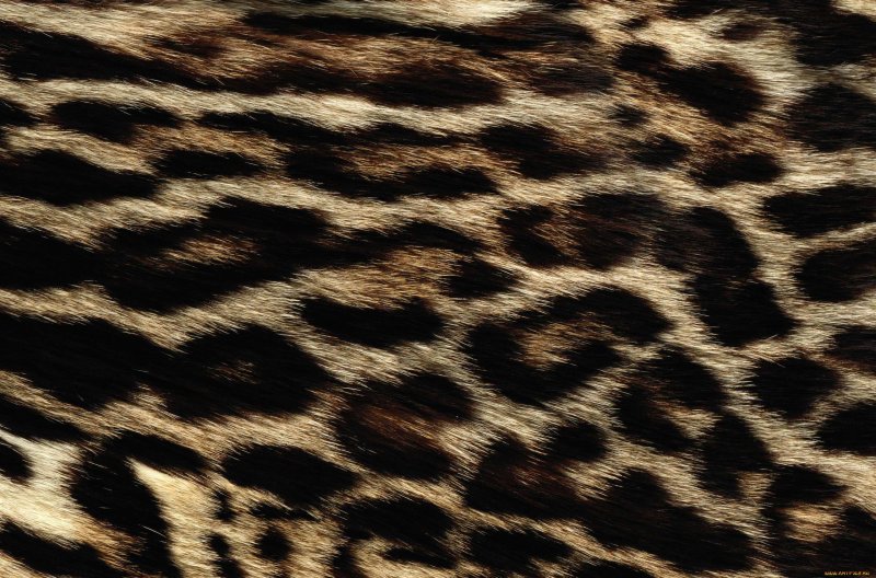 Мех леопарда