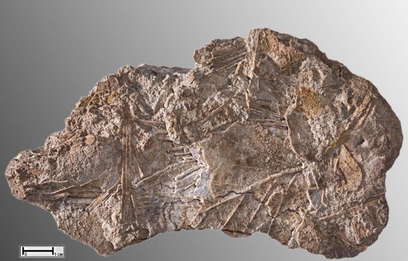 Кремнистые горные породы