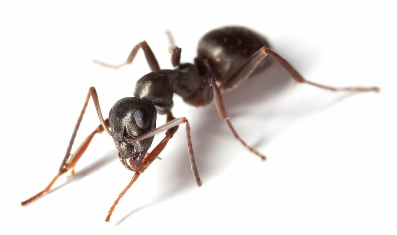 Муравьи лазиус нигер
