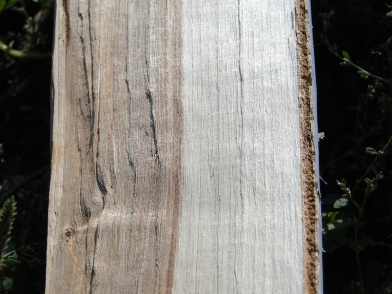 Осина поперечный спил