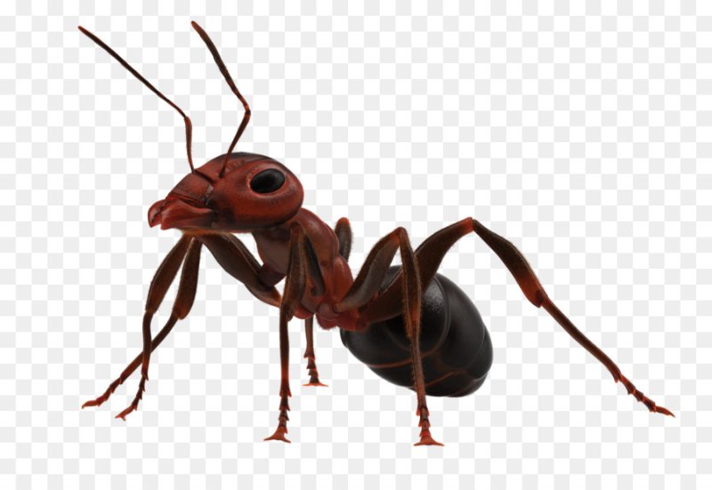 Насекомые на прозрачном фоне