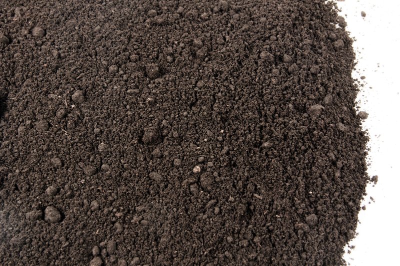 Peat Moss