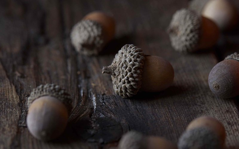 Желудь макро