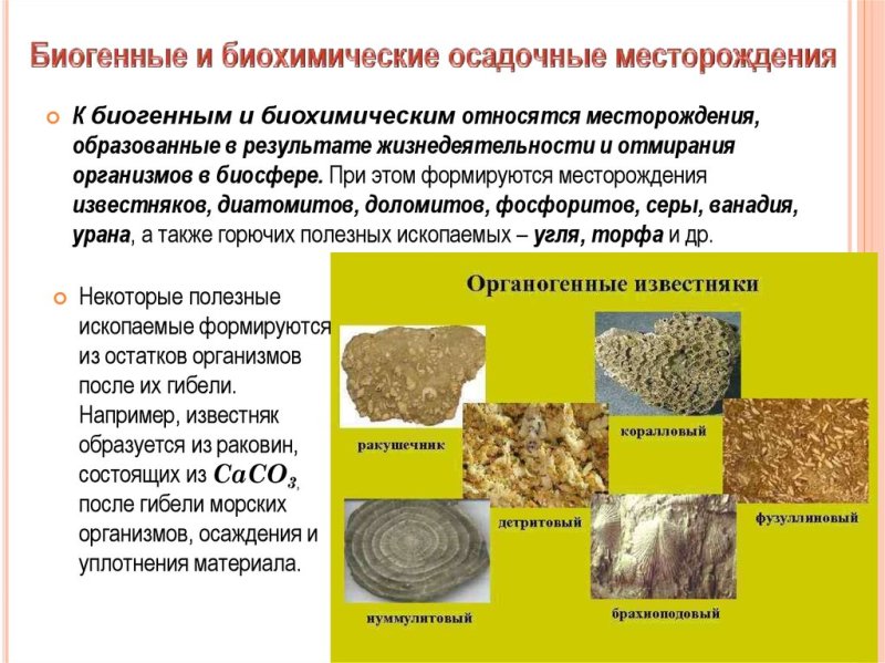 Осадочные горные породы биохимического происхождения