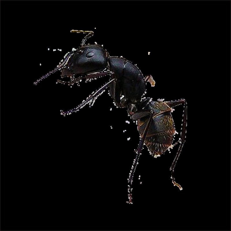 Черный муравей