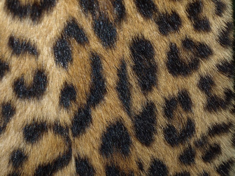 Шкура леопарда