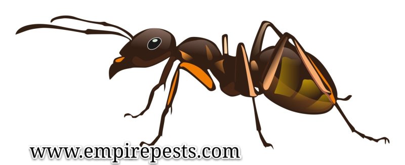 Насекомые без фона