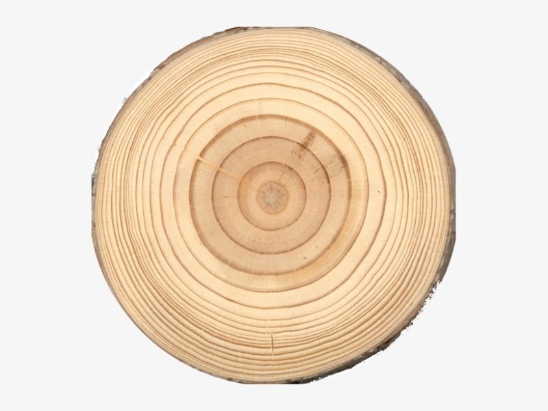 Круглый срез дерева